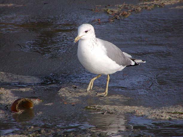 California Gull photo © Michael G. Shepherd California Gull photo © Michael G. Shepherd