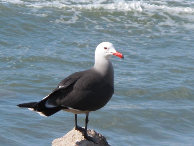Heermann's Gull adult summer coloration - photo © Philip Chiang